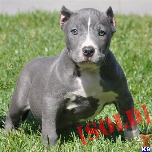 ✔SUPERBOY→→SOLD→→.SOLD→→SOLD→→WWW.HQBULLIES.COM